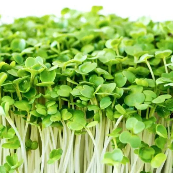 Rocket_Microgreens_Seeds