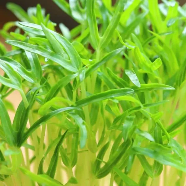 Spinach_Microgreens_Seeds