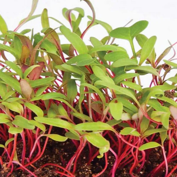 Swiss_Chard_IND_(MICROGREEN)