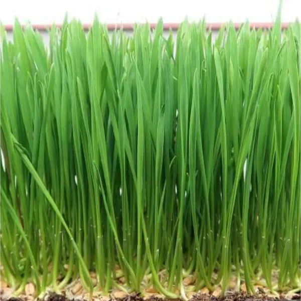 Wheatgrass_Seeds