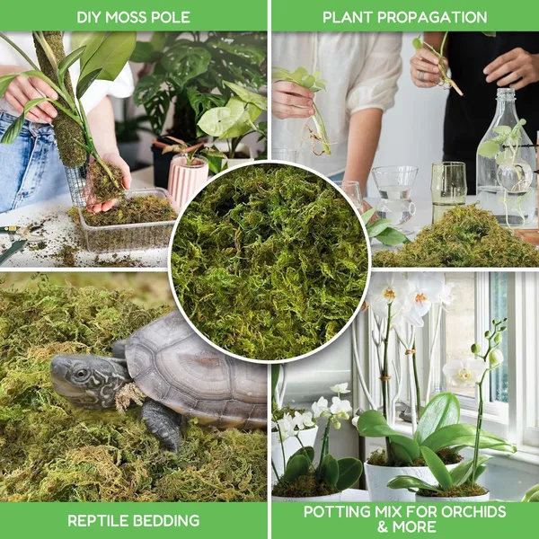 Natural_Dried_Moss_Grass_(Natural_Dry_Moss_Grass)-1Kg