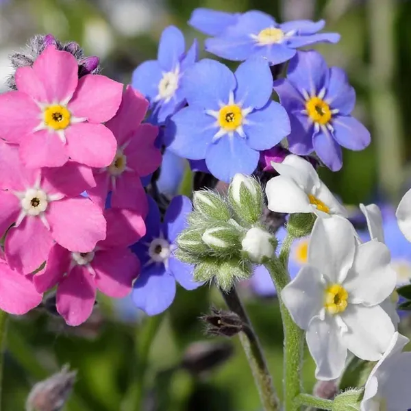 Myosotis_–_Sylva_Mix_F1