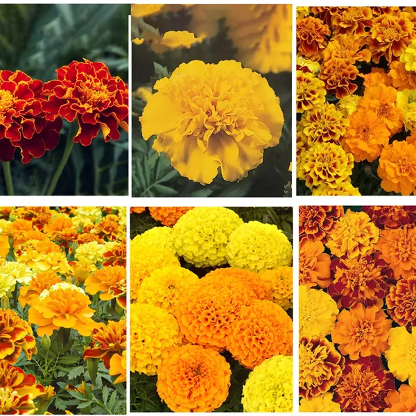 6-in-1_Marigold_Seeds_Combo_Pack