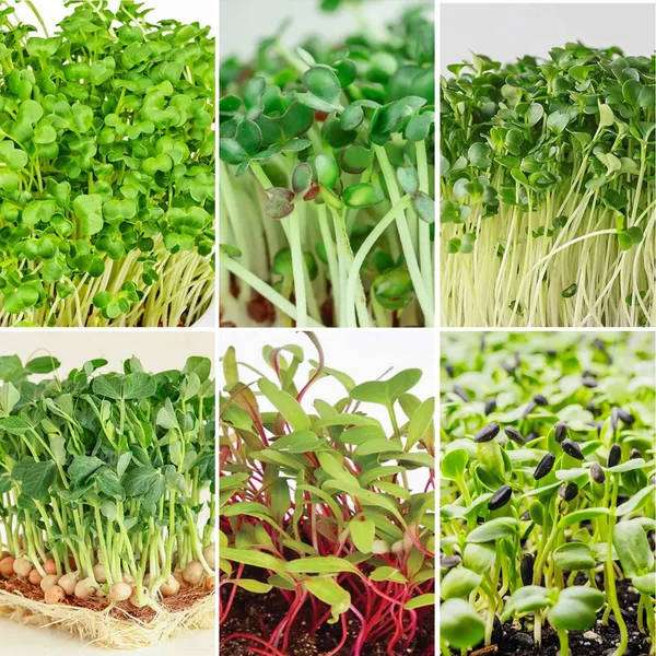 6-in-1_Microgreens_Seeds_Combo_Pack
