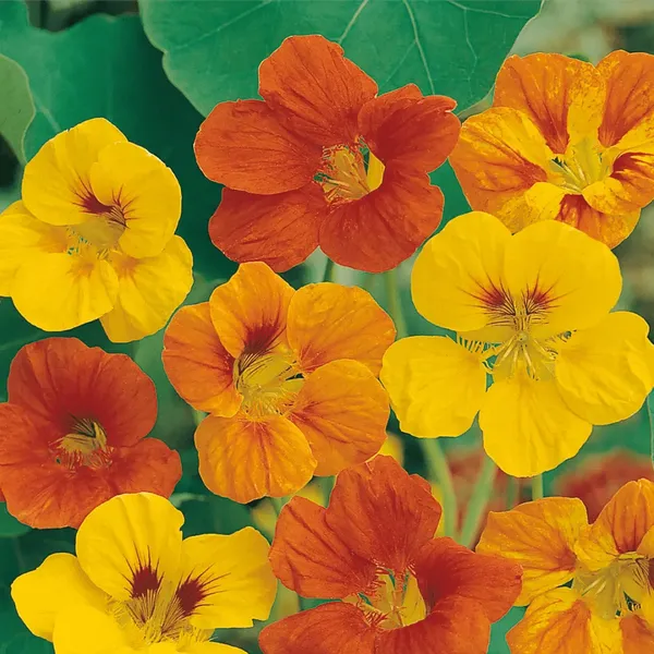 Nasturtium_(Carn_Mix)_Seeds