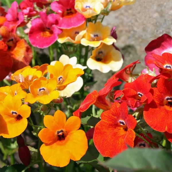Nemesia_(KS_Spl_Mix)_Seeds
