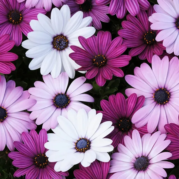 Osteospermum_(Dwarf_Mix)_Seeds