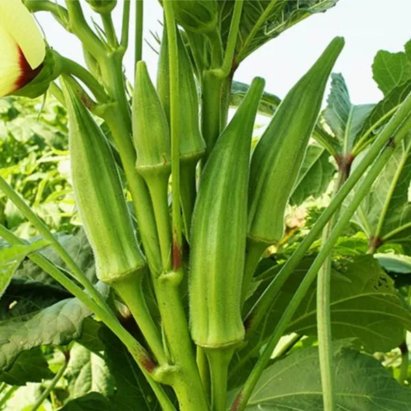 Okra_Seeds_(Lady_Finger)