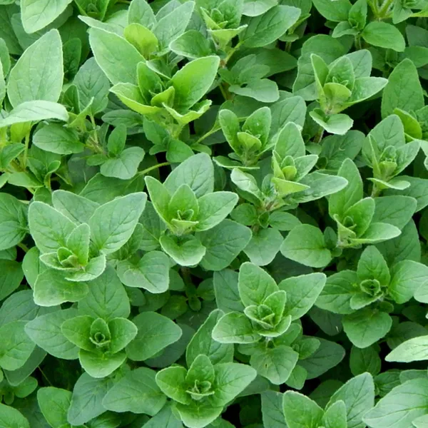 Oregano_Seeds