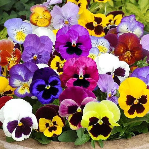 Pansy_(KS_Spl_Mix)__Seeds