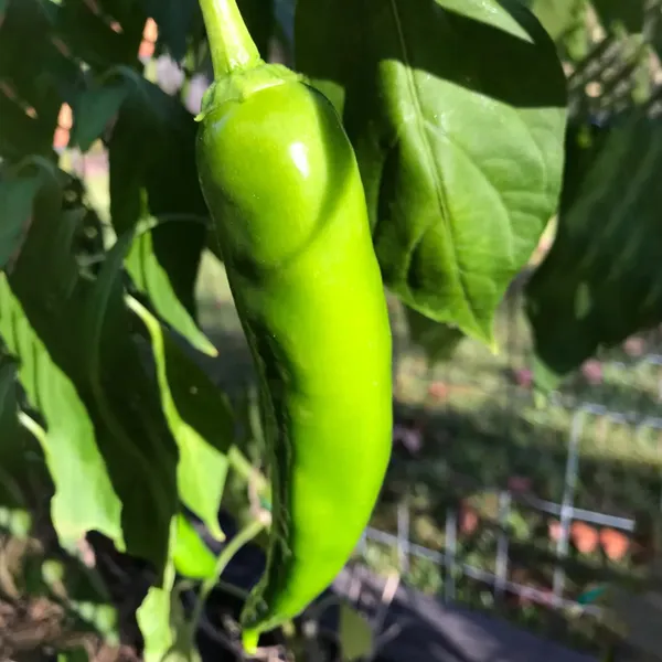 Desi_Pepper_Hot_Bhaji_Seeds_|_देसी_मिर्च_बीज_(भाजी)