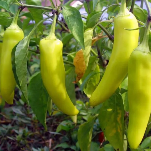 Pepper_SB_Type_Seeds_|_लंबी_हरी_मिर्च_बीज