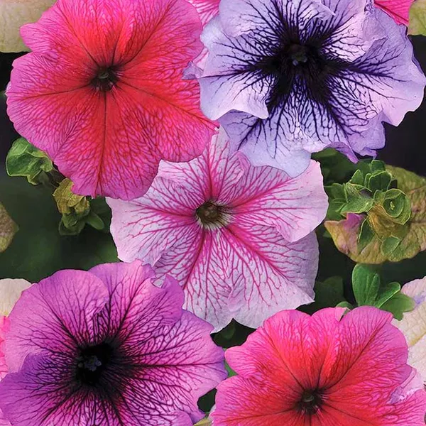 Petunia_–_Grandiflora_Daddy_Series_F1