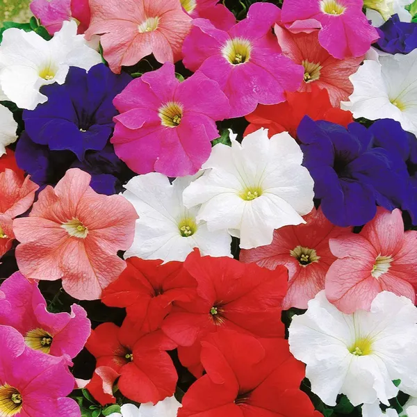 Petunia_–_Grandiflora_Dreams_Series_F1