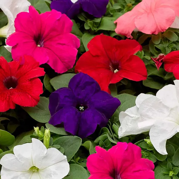 Petunia_–_Grandiflora_Falcon_(Raw)_Mix_F1