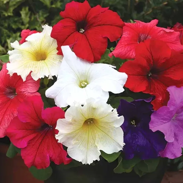 Petunia_–_Grandiflora_Prism_Series_F1