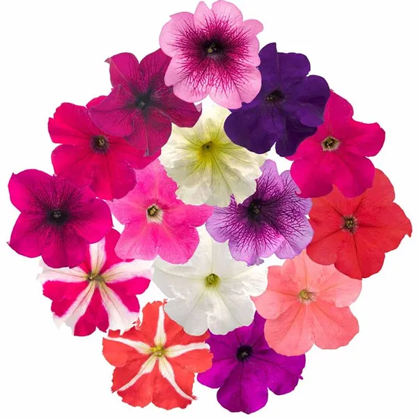Petunia_–_Grandiflora_Success_360_Series_F1