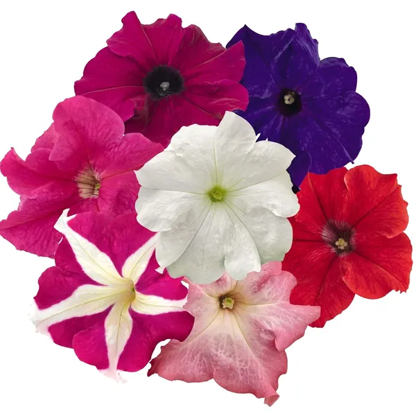 Petunia_–_Grandiflora_Success_HD_Series_F1