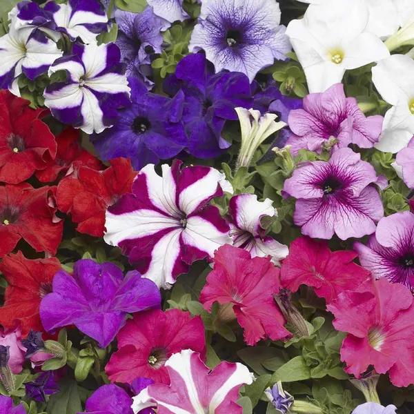 Petunia_–_Grandiflora_TriTunia_Series_F1