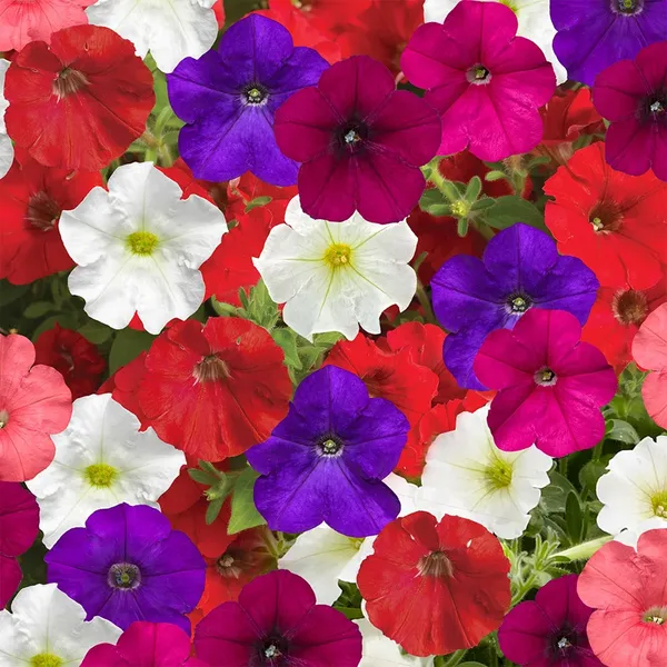 Petunia_(KS_Spl_Mix)-_Seeds