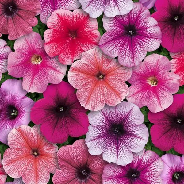 Petunia_–_Multiflora_Mirage_Mix_F1