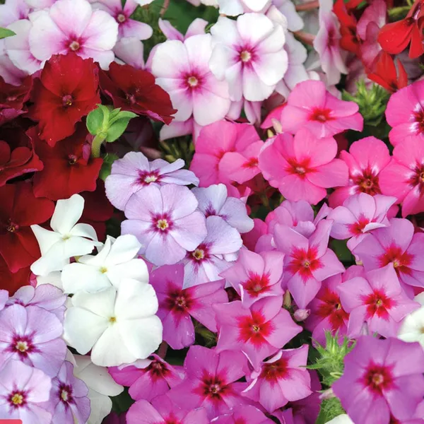 Phlox_(Beauty_Mix)_Seeds