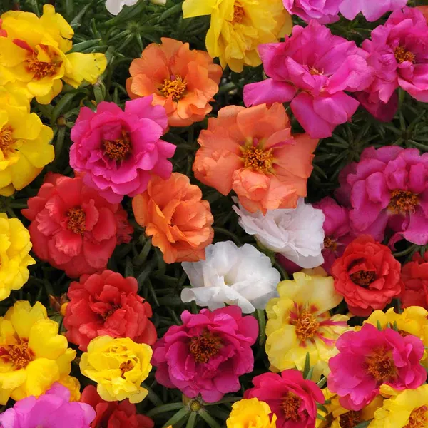 Portulaca_–_Happy_Hour_Series_F1