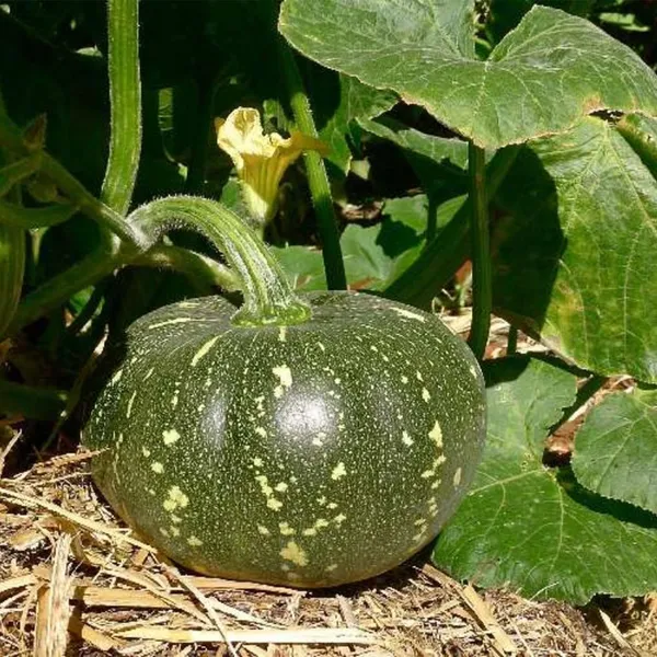 Pumpkin__F-1_Hybrid_Seeds