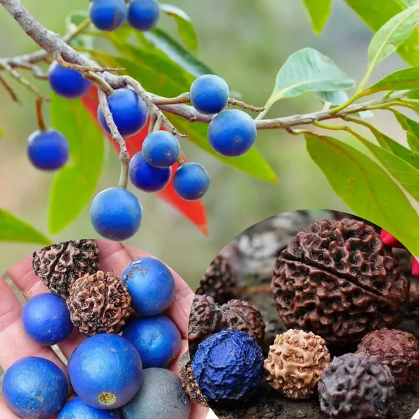 Rudraksh_|_रुद्राक्ष_के_बीज_(10_Seeds)