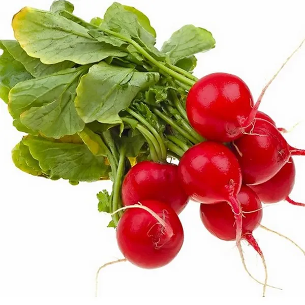 Radish_Scarlet_Globe__Seeds