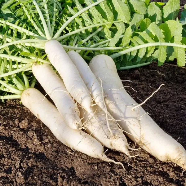 Radish__F-1_Hybrid_Seeds