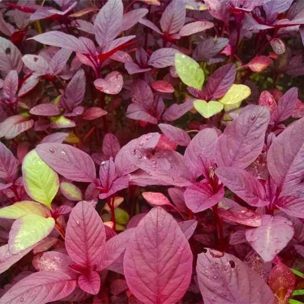 Red_Amaranthus_(Lal_Saag)_Seeds