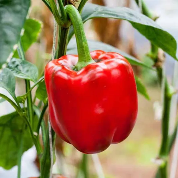 Capsicum_Red__F1_Hybrid_Seeds