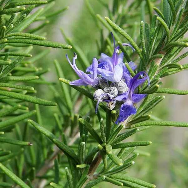 Rosemary_Seeds