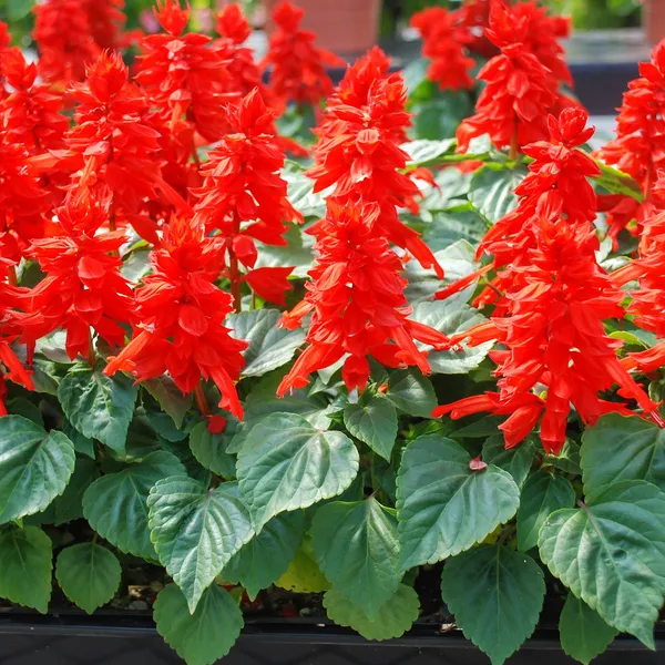 Salvia_(KS_Spl_Red)___Seeds