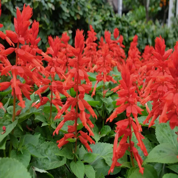 Salvia_–_Lighthouse_Red_F1