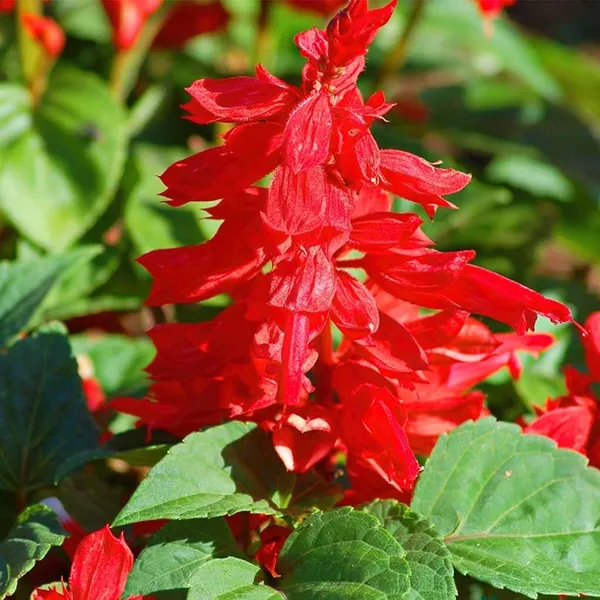 Salvia_–_Splendens_Cover_Girl_F1