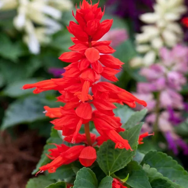 Salvia_–_Splendens_Flamex_F1