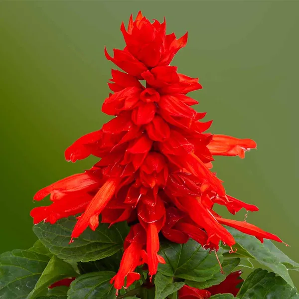 Salvia_–_Splendens_Mojave_RED_F1