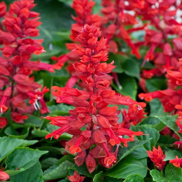 Salvia_–_Splendens_Salsa_Series_F1