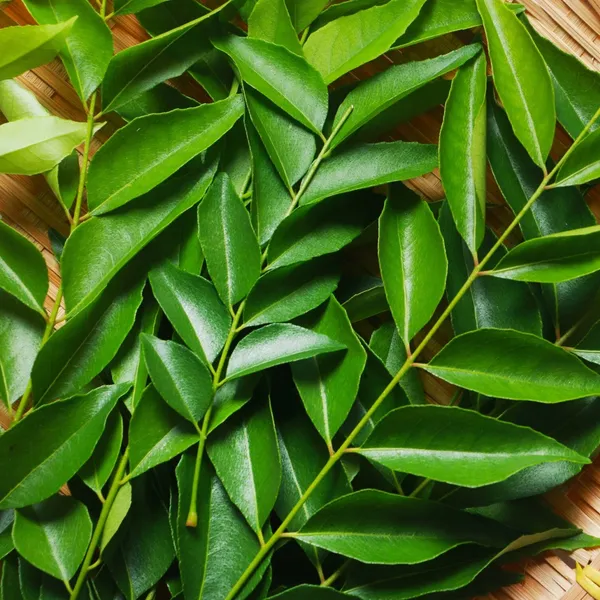 Curry_Leaves_20_Seeds