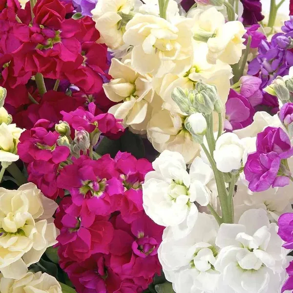 Stock_�_Dwarf_Cinderella_Mix_F1