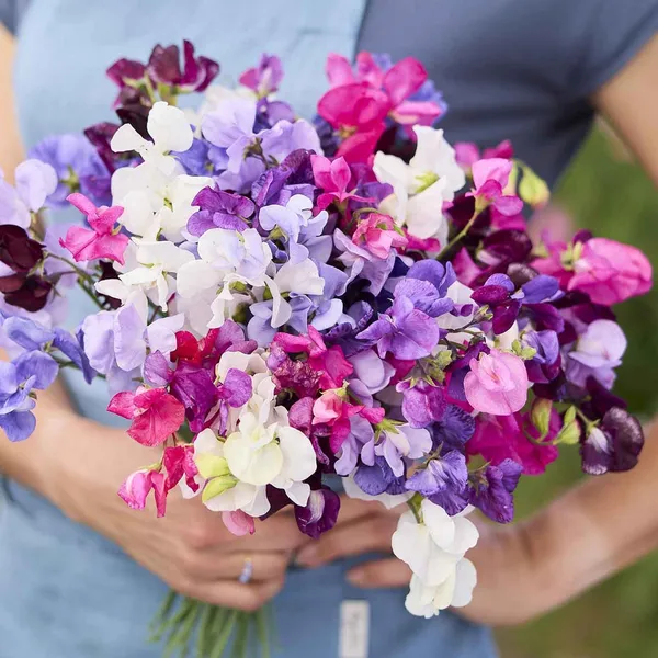 Sweet_Pea_(KS_Spl_Mix)__Seeds