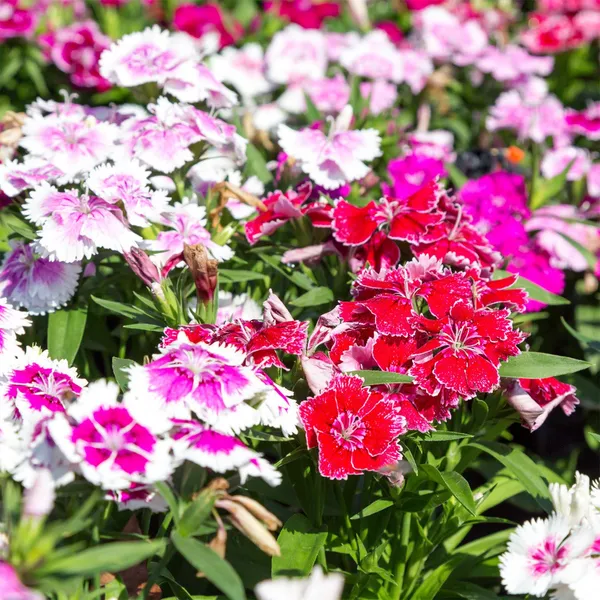 Sweet_William_(KS_Spl_Mix)_–_Seeds