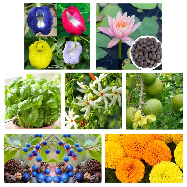 7-in-1_Spiritual_Seeds_Combo_–_Sacred_&_Auspicious_Plants_Collection