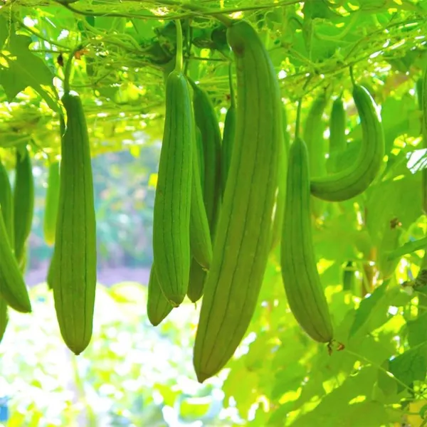 Sponge_Gourd__F-1_Hybrid_Seeds