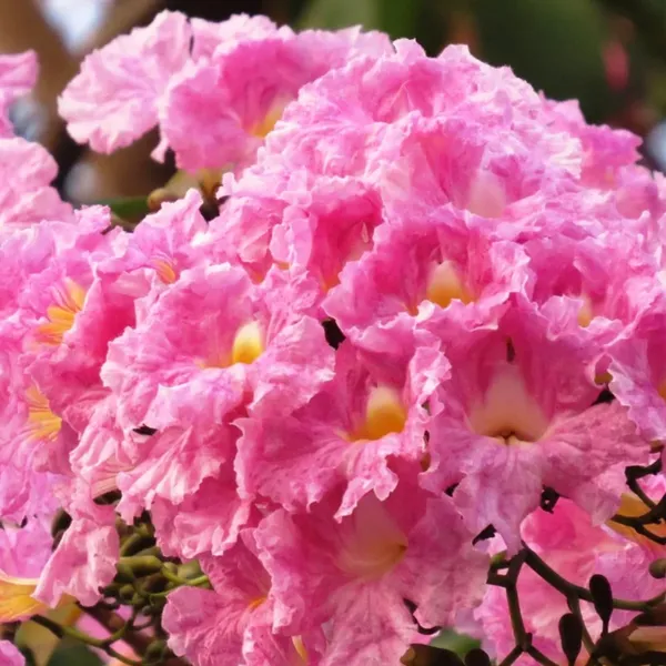 Tabebuia_Rosea_(Marathi_Gulabi_|_Pink_Trumpet_Tree_Seeds)
