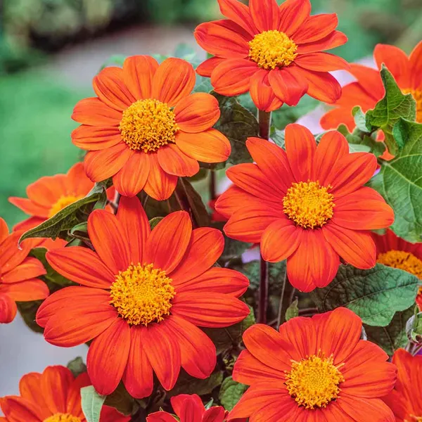 Tithonia_–_Red_Flame_F1