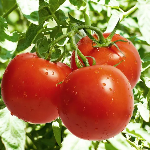 Tomato__F-1_Hybrid_Seeds_for_Your_Garden