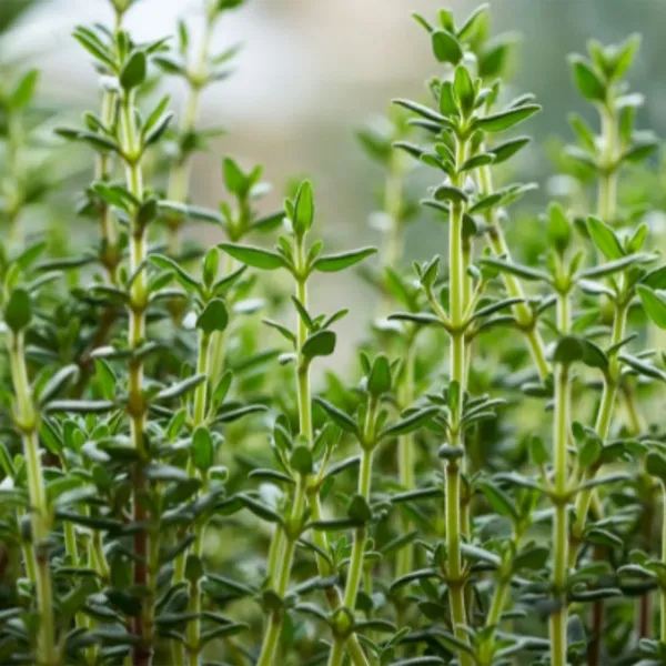 Thyme_Seeds